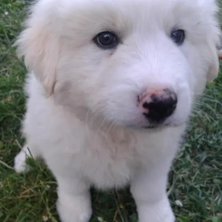 Casa Vacanze Campagna In Compagnia * Meggiano